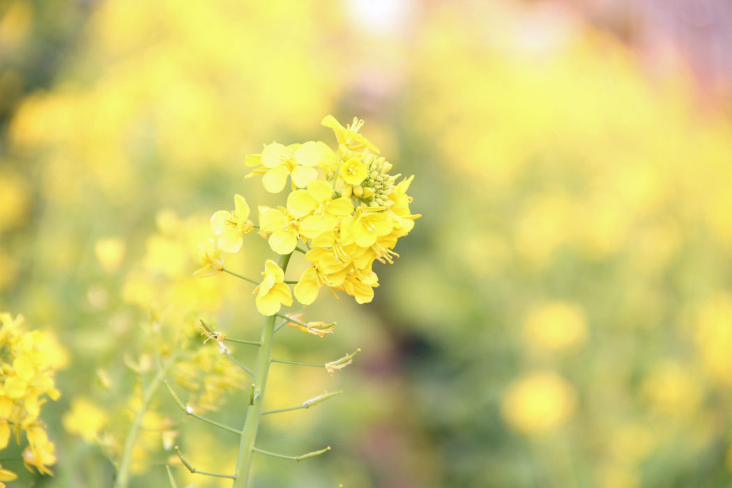 出かけたのが夕方だったので温室周辺のみの見学 神奈川県にもこのくらいの植物園がほしいですね